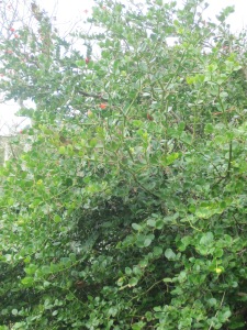 Numnum berry bush